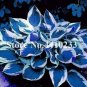 150 PCS Seeds Beautiful Hosta Bonsai, Perennials Lily Flower Shade Hosta Flower
