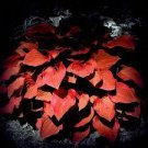 150 PCS Seeds Beautiful Hosta Bonsai, Perennials Lily Flower Shade Hosta Flower