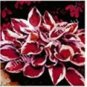 150 PCS Seeds Beautiful Hosta Bonsai, Perennials Lily Flower Shade Hosta Flower