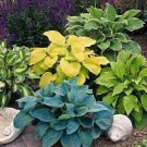 200 PCS Seeds Beautiful Hosta Fragrant Plantain Lily Bonsai Perennial Flower