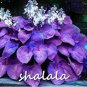 200 PCS Seeds Beautiful Hosta Fragrant Plantain Lily Bonsai Perennial Flower