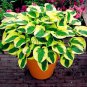 150 PCS Seeds Beautiful Hosta Plants