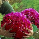 20 PCS Seeds Beautiful Hydrangea Flores Bonsai Plant for Home Garden Have Various Color 20 PCS Seeds Beautiful Hydrangea Flores Bonsai Plant for Home Garden Have Various Color