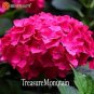 20 PCS Seeds Beautiful Hydrangea Flores Bonsai Plant for Home Garden Have Various Color