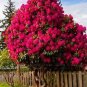 20 PCS Seeds Beautiful Hydrangea Flores Bonsai Plant for Home Garden Have Various Color