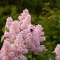 200 PCS Seeds Beautiful Lilac Flower Clove Flower Bonsai Lilac