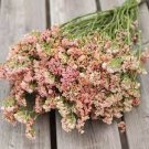 50 PCS Seeds Beautiful Limonium Valentine flower