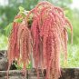 50 PCS Seeds Beautiful Limonium Valentine flower