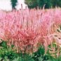50 PCS Seeds Beautiful Limonium Valentine flower