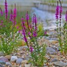 50 PCS Seeds Beautiful Lythrum Salicaria Flowers