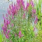 50 PCS Seeds Beautiful Lythrum Salicaria Flowers