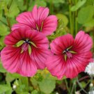 30 PCS Seeds Beautiful Malope Trifida Flower