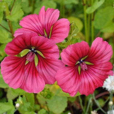 30 PCS Seeds Beautiful Malope Trifida Flower