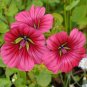30 PCS Seeds Beautiful Malope Trifida Flower