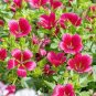 30 PCS Seeds Beautiful Malope Trifida Flower