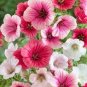 30 PCS Seeds Beautiful Malope Trifida Flower