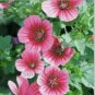 30 PCS Seeds Beautiful Malope Trifida Flower