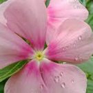 20 PCS Seeds Beautiful Periwinkle Flowers 20 PCS Seeds Beautiful Periwinkle Flowers