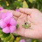 20 PCS Seeds Beautiful Periwinkle Flowers