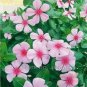 20 PCS Seeds Beautiful Periwinkle Flowers