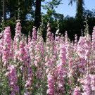 30 PCS Seeds Beautiful Pink Larkspur Flower 30 PCS Seeds Beautiful Pink Larkspur Flower