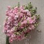 30 PCS Seeds Beautiful Pink Larkspur Flower