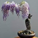 100 PCS Seeds Beautiful Plant Bonsai Flower Bonsai African Red Purple Mini Blue Violet 100 PCS Seeds Beautiful Plant Bonsai Flower Bonsai African Red Purple Mini Blue Violet