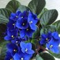 100 PCS Seeds Beautiful Plant Bonsai Flower Bonsai African Red Purple Mini Blue Violet