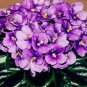 100 PCS Seeds Beautiful Plant Bonsai Flower Bonsai African Red Purple Mini Blue Violet