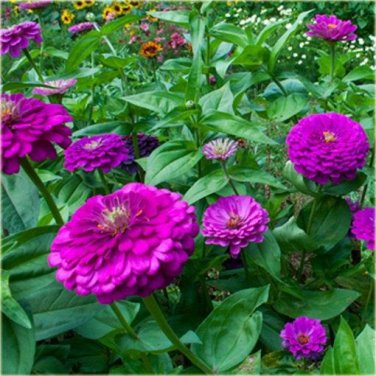 50 PCS Seeds Beautiful Purple Fireball Zinnia Flower