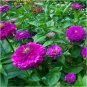 50 PCS Seeds Beautiful Purple Fireball Zinnia Flower