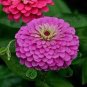 50 PCS Seeds Beautiful Purple Fireball Zinnia Flower