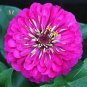 50 PCS Seeds Beautiful Purple Fireball Zinnia Flower