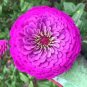 50 PCS Seeds Beautiful Purple Fireball Zinnia Flower