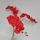 100 PCS Seeds Beautiful Red Phalaenopsis Bonsai Butterfly Orchid 100 PCS Seeds Beautiful Red Phalaenopsis Bonsai Butterfly Orchid