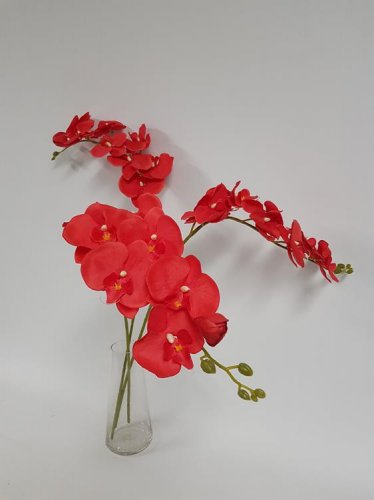 100 PCS Seeds Beautiful Red Phalaenopsis Bonsai Butterfly Orchid