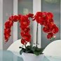 100 PCS Seeds Beautiful Red Phalaenopsis Bonsai Butterfly Orchid