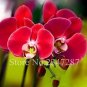 100 PCS Seeds Beautiful Red Phalaenopsis Bonsai Butterfly Orchid