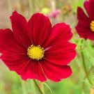 220 PCS Seeds Beautiful Red Sun Plant Flower 220 PCS Seeds Beautiful Red Sun Plant Flower