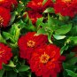 220 PCS Seeds Beautiful Red Sun Plant Flower