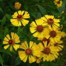 50 PCS Seeds Beautiful Sneezeweed Flower