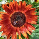 20 PCS Seeds Beautiful Sunflower Ornamental Flower 20 PCS Seeds Beautiful Sunflower Ornamental Flower