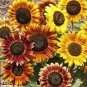 20 PCS Seeds Beautiful Sunflower Ornamental Flower