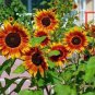 20 PCS Seeds Beautiful Sunflower Ornamental Flower