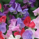 15 PCS Seeds Beautiful Sweet Pea Flower Seeds potted pink sweet pea 15 PCS Seeds Beautiful Sweet Pea Flower Seeds potted pink sweet pea