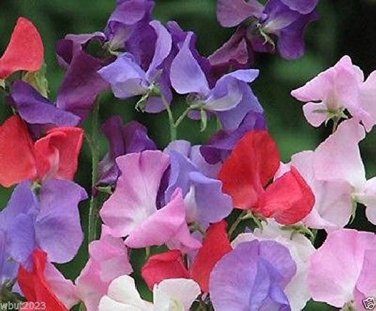 15 PCS Seeds Beautiful Sweet Pea Flower Seeds potted pink sweet pea