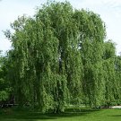 50 PCS Seeds Beautiful True Seeds Fresh Giant Garden Decoration Green Willow Tree 50 PCS Seeds Beautiful True Seeds Fresh Giant Garden Decoration Green Willow Tree