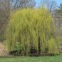 50 PCS Seeds Beautiful True Seeds Fresh Giant Garden Decoration Green Willow Tree