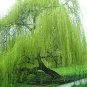 50 PCS Seeds Beautiful True Seeds Fresh Giant Garden Decoration Green Willow Tree