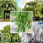 50 PCS Seeds Beautiful True Seeds Fresh Giant Garden Decoration Green Willow Tree